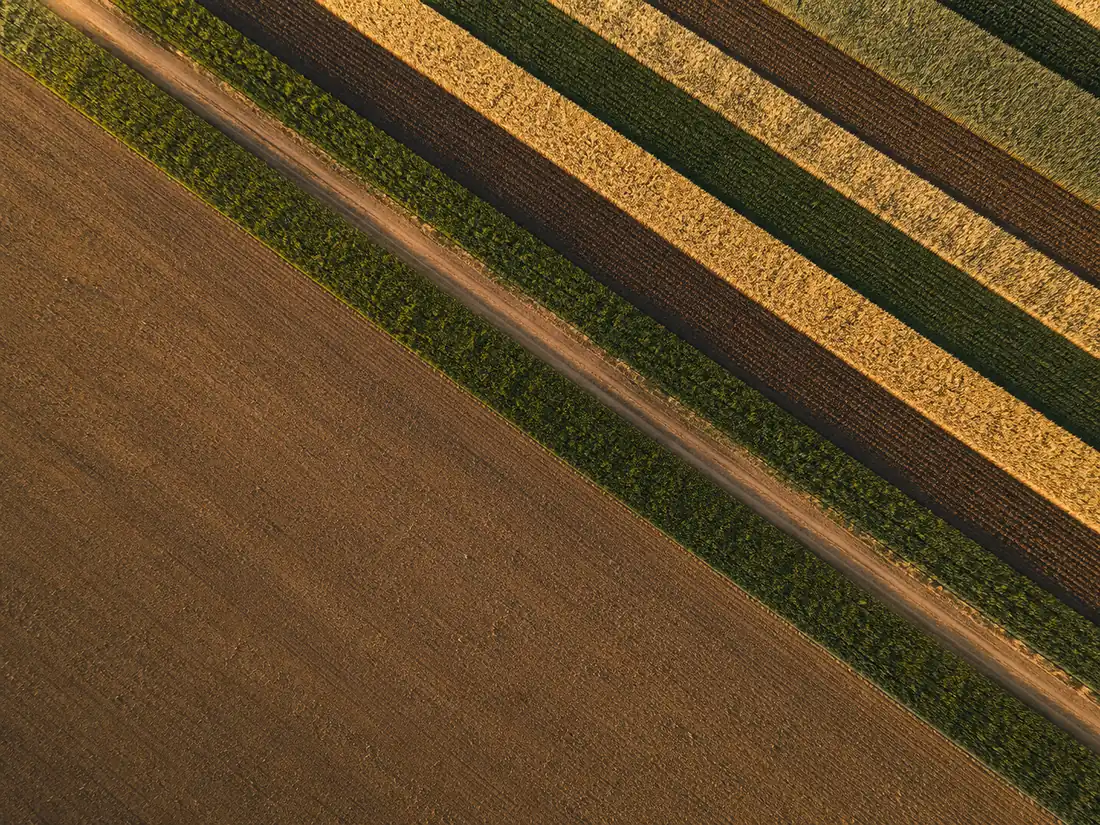 Aerial view of regenerative crop strips, alternating bands of green wheat, pale barley and dark tilled earth running diagonally across the frame beside a bare tilled field